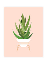 Load image into Gallery viewer, Aloe Plant