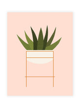 Load image into Gallery viewer, Haworthia Plant